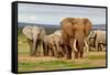 Elephant Herd-ZambeziShark-Framed Stretched Canvas