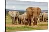 Elephant Herd-ZambeziShark-Stretched Canvas