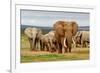 Elephant Herd-ZambeziShark-Framed Photographic Print