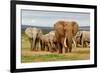 Elephant Herd-ZambeziShark-Framed Photographic Print