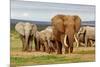 Elephant Herd-ZambeziShark-Mounted Photographic Print