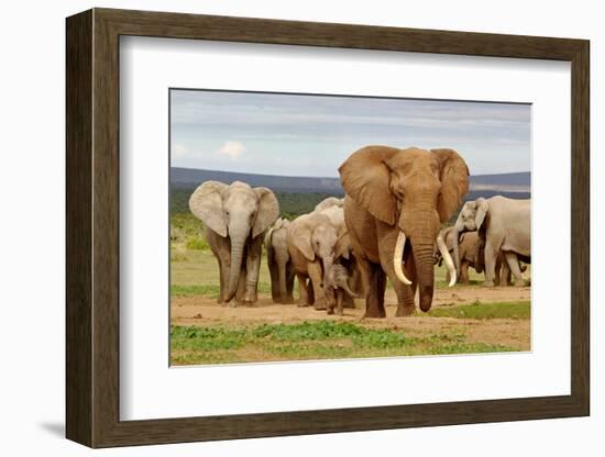 Elephant Herd-ZambeziShark-Framed Photographic Print