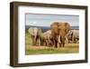 Elephant Herd-ZambeziShark-Framed Photographic Print