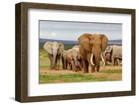 Elephant Herd-ZambeziShark-Framed Photographic Print