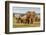 Elephant Herd-ZambeziShark-Framed Photographic Print