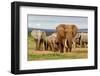 Elephant Herd-ZambeziShark-Framed Photographic Print