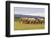 Elephant Herd-ZambeziShark-Framed Photographic Print