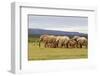 Elephant Herd-ZambeziShark-Framed Photographic Print