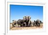 Elephant Herd-2630ben-Framed Photographic Print