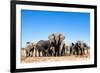 Elephant Herd-2630ben-Framed Photographic Print