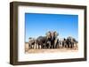 Elephant Herd-2630ben-Framed Photographic Print
