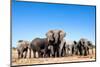 Elephant Herd-2630ben-Mounted Photographic Print