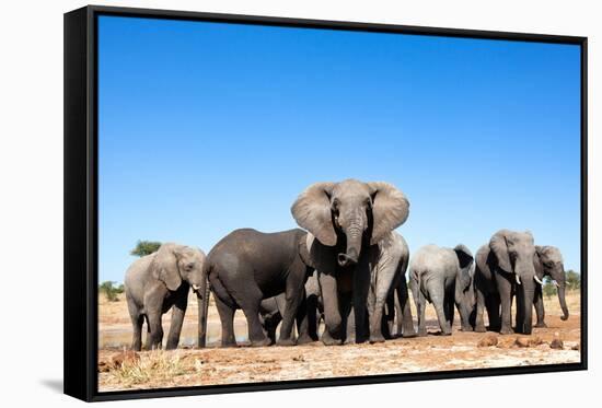 Elephant Herd-2630ben-Framed Stretched Canvas