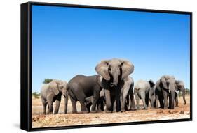 Elephant Herd-2630ben-Framed Stretched Canvas