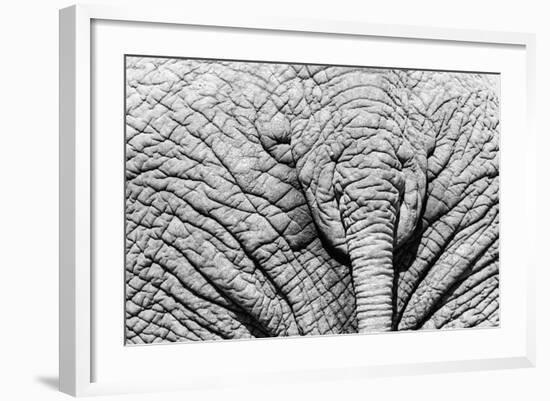 Elephant Hide-Catharina Lux-Framed Photographic Print