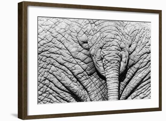 Elephant Hide-Catharina Lux-Framed Photographic Print