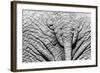 Elephant Hide-Catharina Lux-Framed Photographic Print