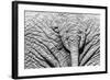 Elephant Hide-Catharina Lux-Framed Photographic Print