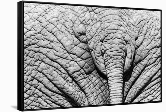 Elephant Hide-Catharina Lux-Framed Stretched Canvas