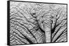Elephant Hide-Catharina Lux-Framed Stretched Canvas
