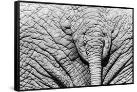 Elephant Hide-Catharina Lux-Framed Stretched Canvas