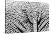 Elephant Hide-Catharina Lux-Stretched Canvas