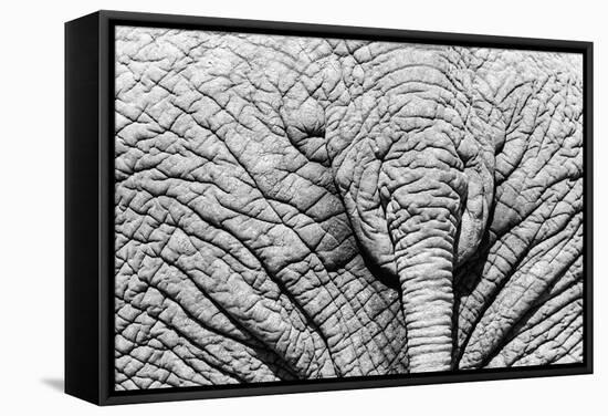 Elephant Hide-Catharina Lux-Framed Stretched Canvas