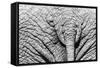 Elephant Hide-Catharina Lux-Framed Stretched Canvas