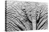 Elephant Hide-Catharina Lux-Stretched Canvas