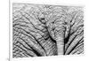 Elephant Hide-Catharina Lux-Framed Premium Photographic Print