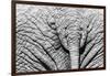 Elephant Hide-Catharina Lux-Framed Premium Photographic Print