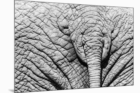 Elephant Hide-Catharina Lux-Mounted Premium Photographic Print