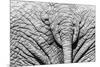 Elephant Hide-Catharina Lux-Mounted Premium Photographic Print