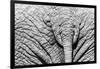 Elephant Hide-Catharina Lux-Framed Premium Photographic Print