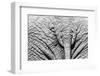 Elephant Hide-Catharina Lux-Framed Photographic Print