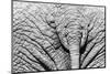 Elephant Hide-Catharina Lux-Mounted Photographic Print