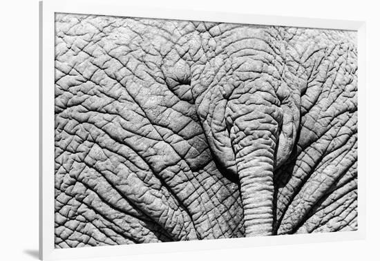 Elephant Hide-Catharina Lux-Framed Photographic Print