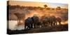 Elephant Huddle-Simon Van Ooijen-Stretched Canvas