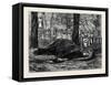 Elephant Hunting in Ceylon: Cow Elephant Secured in Corral-null-Framed Stretched Canvas