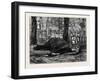 Elephant Hunting in Ceylon: Cow Elephant Secured in Corral-null-Framed Giclee Print