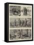 Elephant Hunting in Ceylon-null-Framed Stretched Canvas