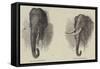 Elephant Hunting-null-Framed Stretched Canvas