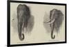 Elephant Hunting-null-Framed Giclee Print