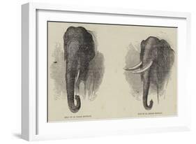 Elephant Hunting-null-Framed Giclee Print