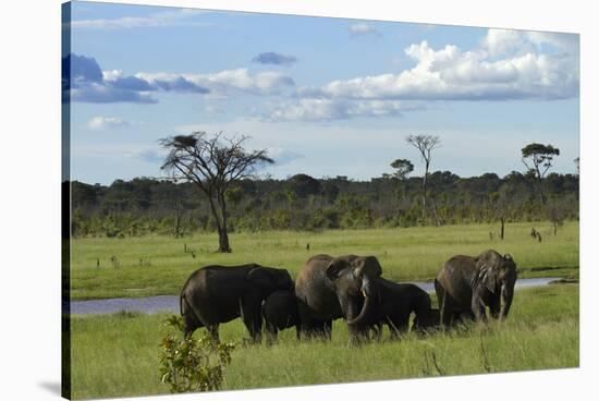 Elephant, Hwange National Park, Zimbabwe, Africa-David Wall-Stretched Canvas