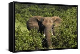 Elephant, Hwange National Park, Zimbabwe, Africa-David Wall-Framed Stretched Canvas