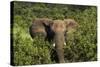 Elephant, Hwange National Park, Zimbabwe, Africa-David Wall-Stretched Canvas