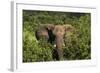 Elephant, Hwange National Park, Zimbabwe, Africa-David Wall-Framed Photographic Print