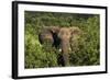 Elephant, Hwange National Park, Zimbabwe, Africa-David Wall-Framed Photographic Print