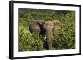 Elephant, Hwange National Park, Zimbabwe, Africa-David Wall-Framed Photographic Print